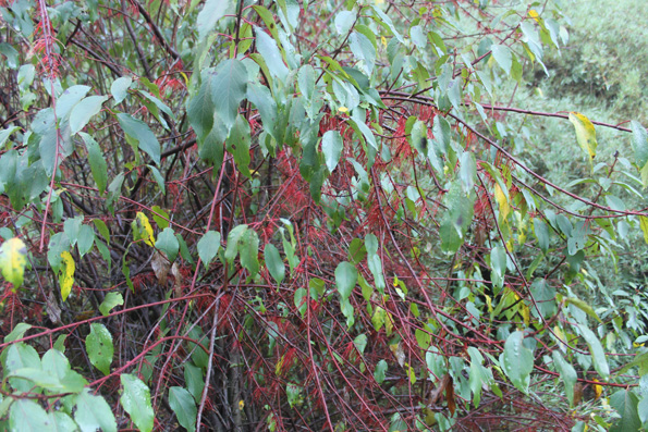 raices adventicias: Aristotelia